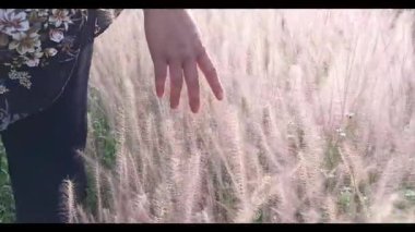 Bir kadının elinin yakın plan çekimi. Yumuşak otların tüylü başlarını otlatırken ya da güneşli bir tarlada sazlıklar.