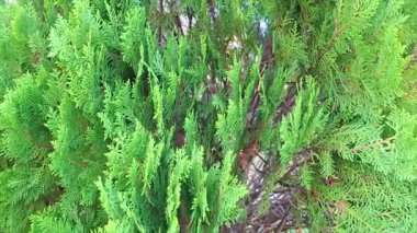 Rüzgarda sallanan yeşil çam ağaçlarının yakın çekim görüntüleri, açık hava manzarasını ve yemyeşil yaprak dokusunu vurguluyor.