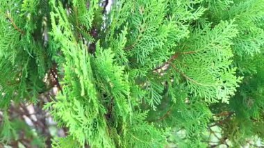 Rüzgarda sallanan taze yeşil yaprakların yakın çekim görüntüleri, yaprakların doğal dokusunu ve açık bitki örtüsünü vurguluyor.