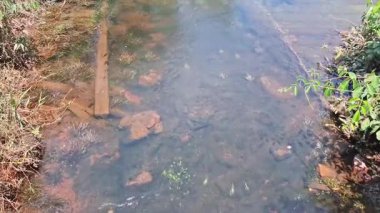 Yeşil bitki örtüsü ve tropikal bitkilerle çevrili sakin bir nehrin doğal güneş ışığı altında akışının sakin bir görüntüsü.