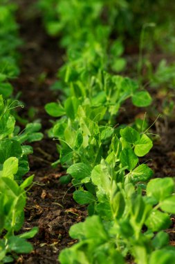 Tatlı yeşil bezelye bitkisi