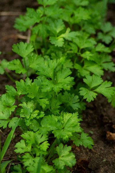 stock image harvest fresh green parsley