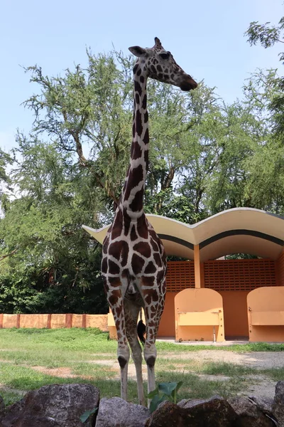 动物园里的长颈鹿 — 图库照片