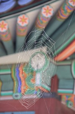 Soyut arkaplanı olan örümcek ağı