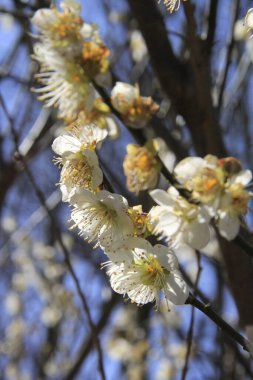 Ağaç dallarındaki beyaz çiçekleri yakından görmek, bahar konsepti.