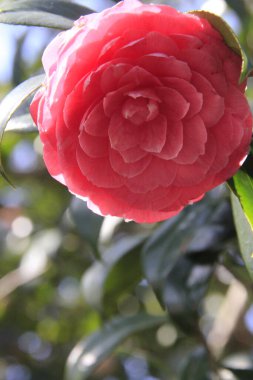 Bahçedeki kırmızı çiçek, yakın görüş