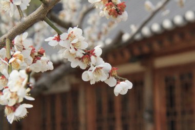 İlkbaharda açan güzel kiraz ağacı
