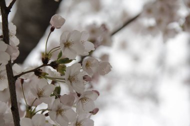 Ağaçtaki güzel beyaz çiçekler