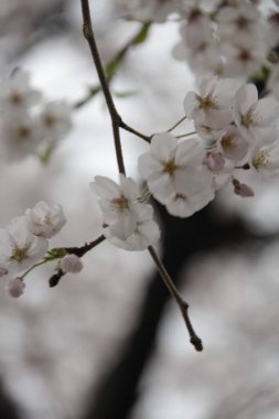 Güzel botanik fotoğrafı, doğal duvar kağıdı.