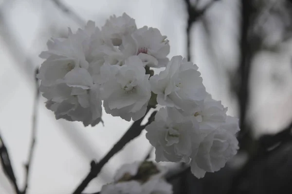 Flor Magnolia Blanca Jardín Verano —  Fotos de Stock