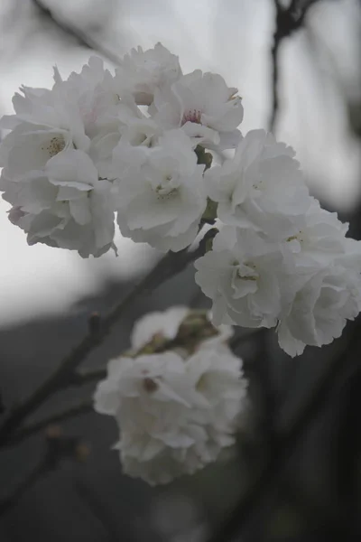 花园里美丽的开花木兰花树 — 图库照片