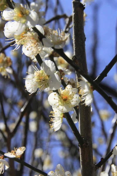 Kvetoucí Strom Jarní Květiny — Stock fotografie