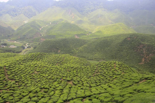 Plantação Chá Verde Província Chiang Rai Tailândia — Fotografia de Stock