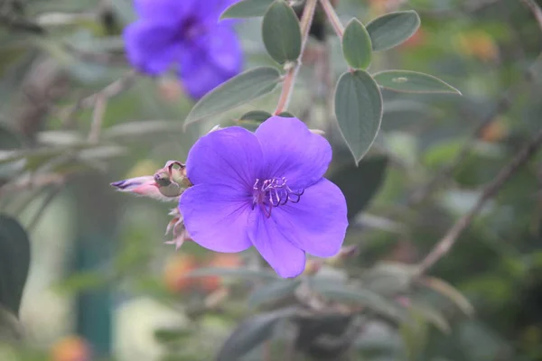 Вертикальний Знімок Красивої Фіолетової Квітки — стокове фото