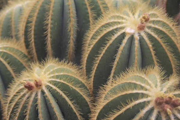 Närbild Kaktus Med Grönt Löv Bakgrund — Stockfoto