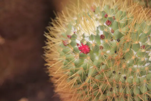 Grön Kaktus Flora Botanik — Stockfoto