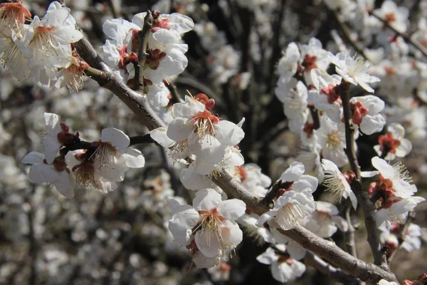 Spring Flowering Branch White Cherry — Stock Photo, Image