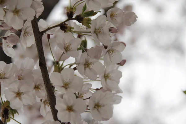 Bahçedeki Bir Ağacın Beyaz Çiçekleri — Stok fotoğraf