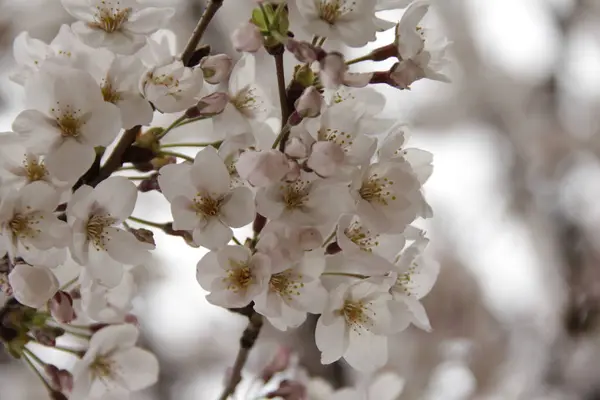 Beautiful White Flowers Tree Spring — Stock Photo, Image
