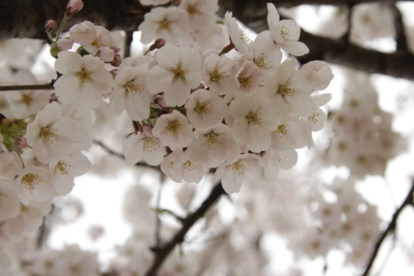 Bahçedeki Bir Ağacın Beyaz Çiçekleri — Stok fotoğraf