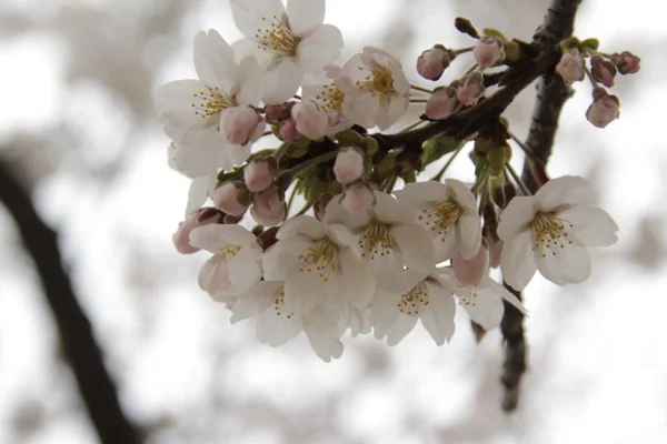 Krásné Bílé Květy Stromě — Stock fotografie
