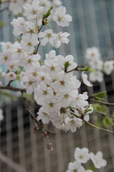 Hvite Blomster Hagen – stockfoto