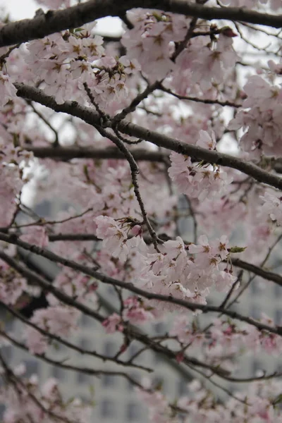 Schöne Frühlingsblumen Garten — Stockfoto
