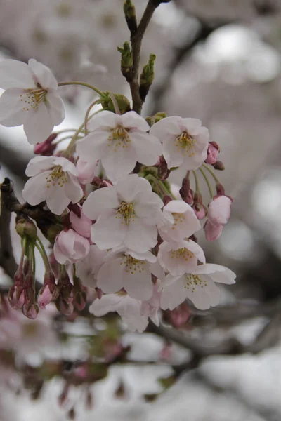 Красиві Білі Квіти Саду — стокове фото