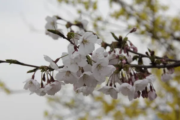 花园里一棵树上的白花 — 图库照片