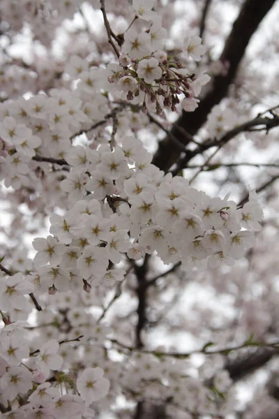 Bahçedeki Güzel Beyaz Çiçekler — Stok fotoğraf