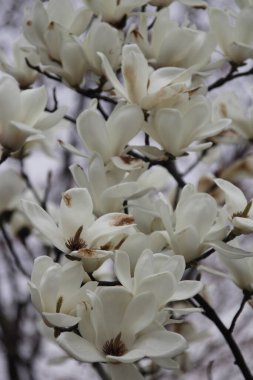 Bahçede beyaz orkide