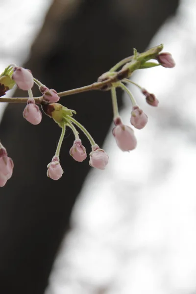 Közeli Kép Gyönyörű Fiatal Pár Kezében Rózsaszín Tavaszi Virágzik — Stock Fotó