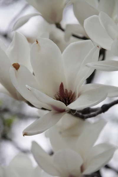 Крупним Планом Квіти Магнолії — стокове фото