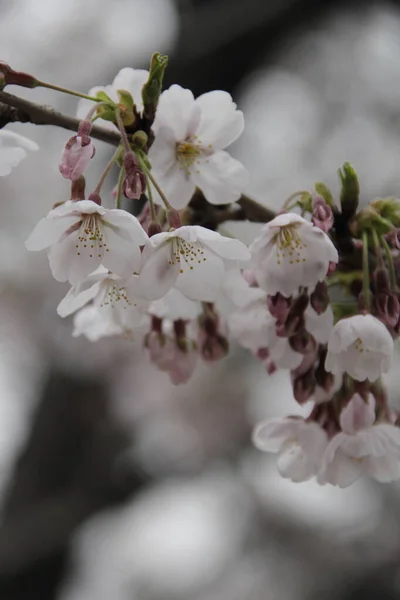 Bílý Květ Jarním Pozadí Kvetoucí Květiny Zahradě Selektivní Zaměření — Stock fotografie