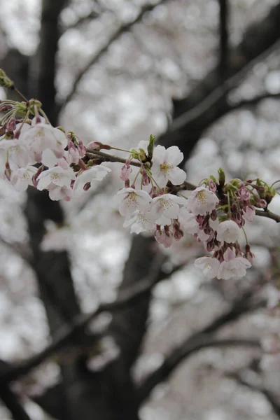 花园里盛开的樱桃树 — 图库照片