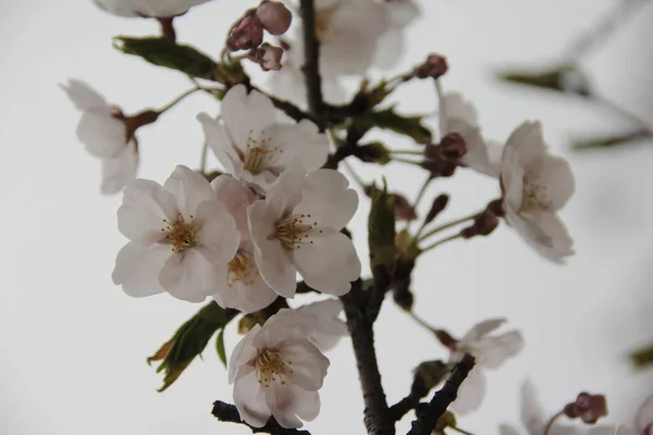 Flores Brancas Rosa Primavera — Fotografia de Stock