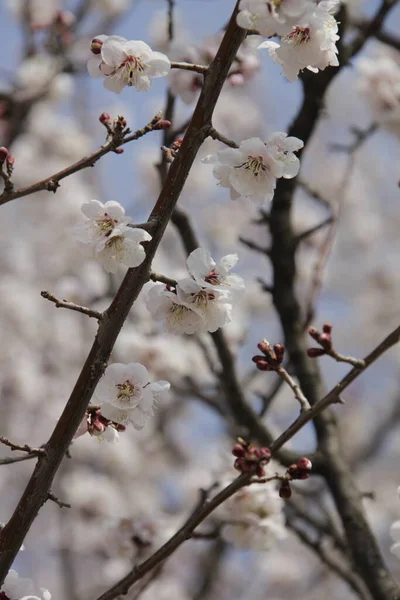 Весняні Дерева Квіти Флора Люди — стокове фото