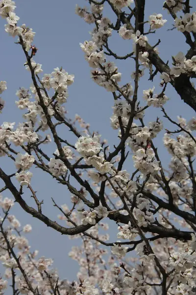 Beyaz Çiçekli Bahar Ağaç Dalları — Stok fotoğraf