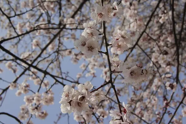 Kirschblüten Frühling Garten Blühen Wunderschöne Blumen Blühender Baum Park — Stockfoto