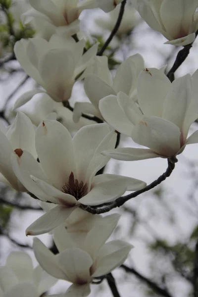 Крупним Планом Красиві Квіти Магнолії Саду — стокове фото