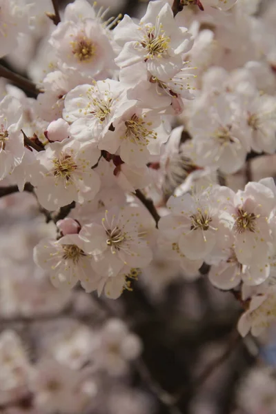 Frühlingsblumen Baumblüten Flora Und Laub — Stockfoto