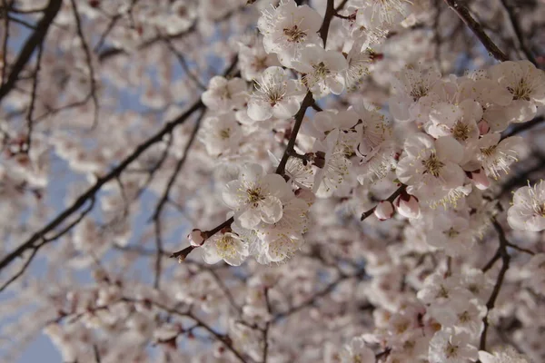 Våren Blommande Cherry Tree — Stockfoto