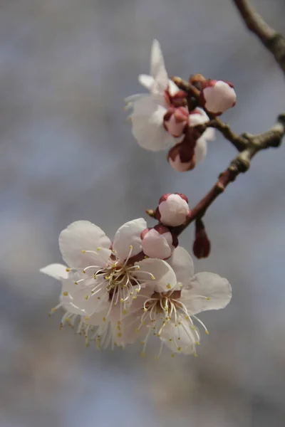 Beautiful Spring Flowers Blossom — Stock Photo, Image