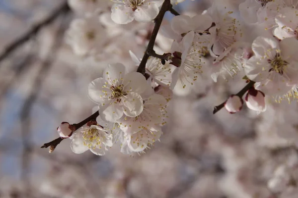Bahar Çiçekleri Kiraz Ağacı — Stok fotoğraf