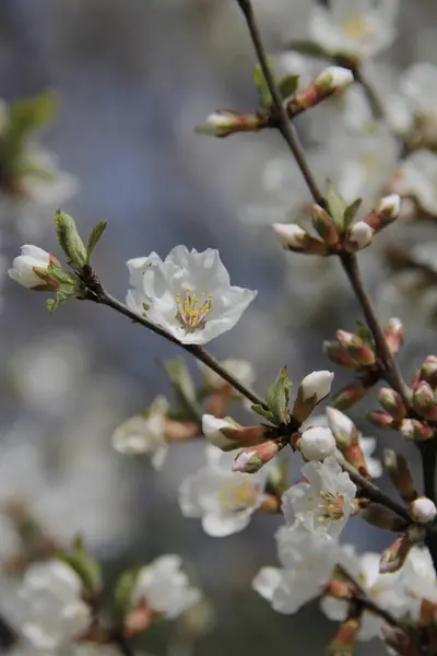 Flowering Trees Cherry Spring — Stock Photo, Image