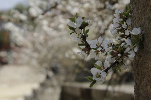 Virágzó Tavaszi Kék Égbolttal — Stock Fotó
