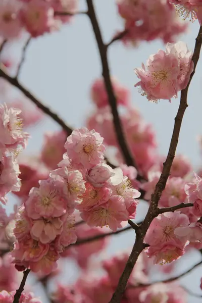 Yakın Plan Güzel Pembe Sakura Çiçekleri Ağaçta — Stok fotoğraf