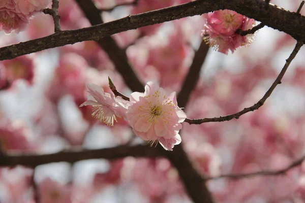 Baharda Sakura Çiçekleri — Stok fotoğraf
