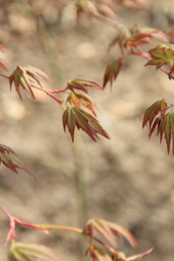 Ağaçtaki kuru sonbahar yapraklarının yakın çekimi.