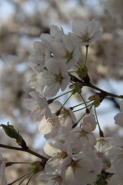 Baharın arka planında güzel beyaz çiçekler